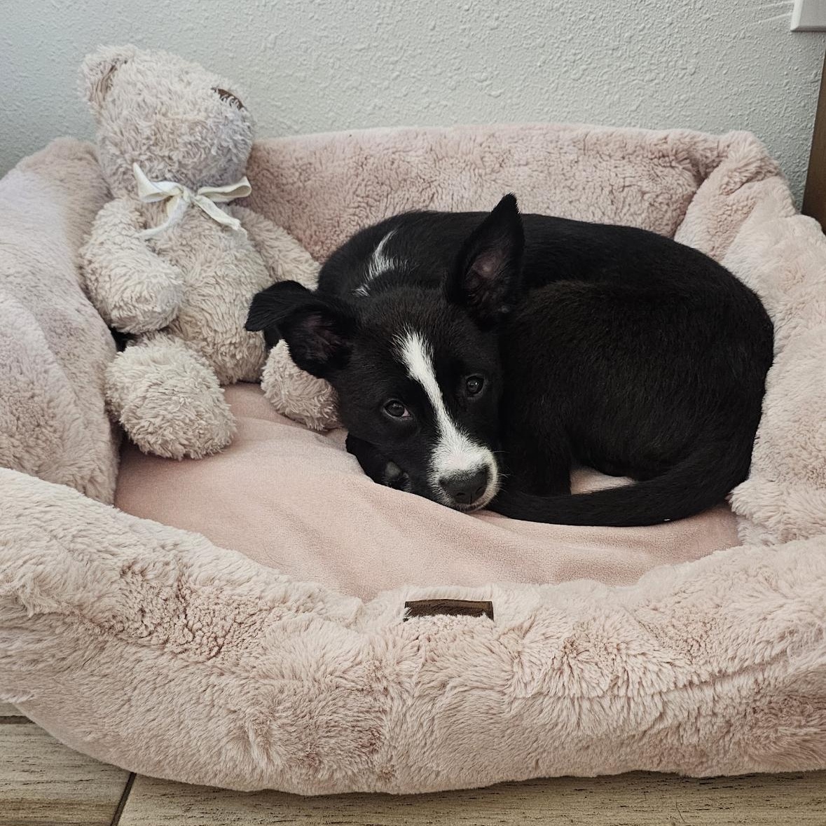 Darla, a ADOPTABLE mixed breed in Austin, TX image 2/5