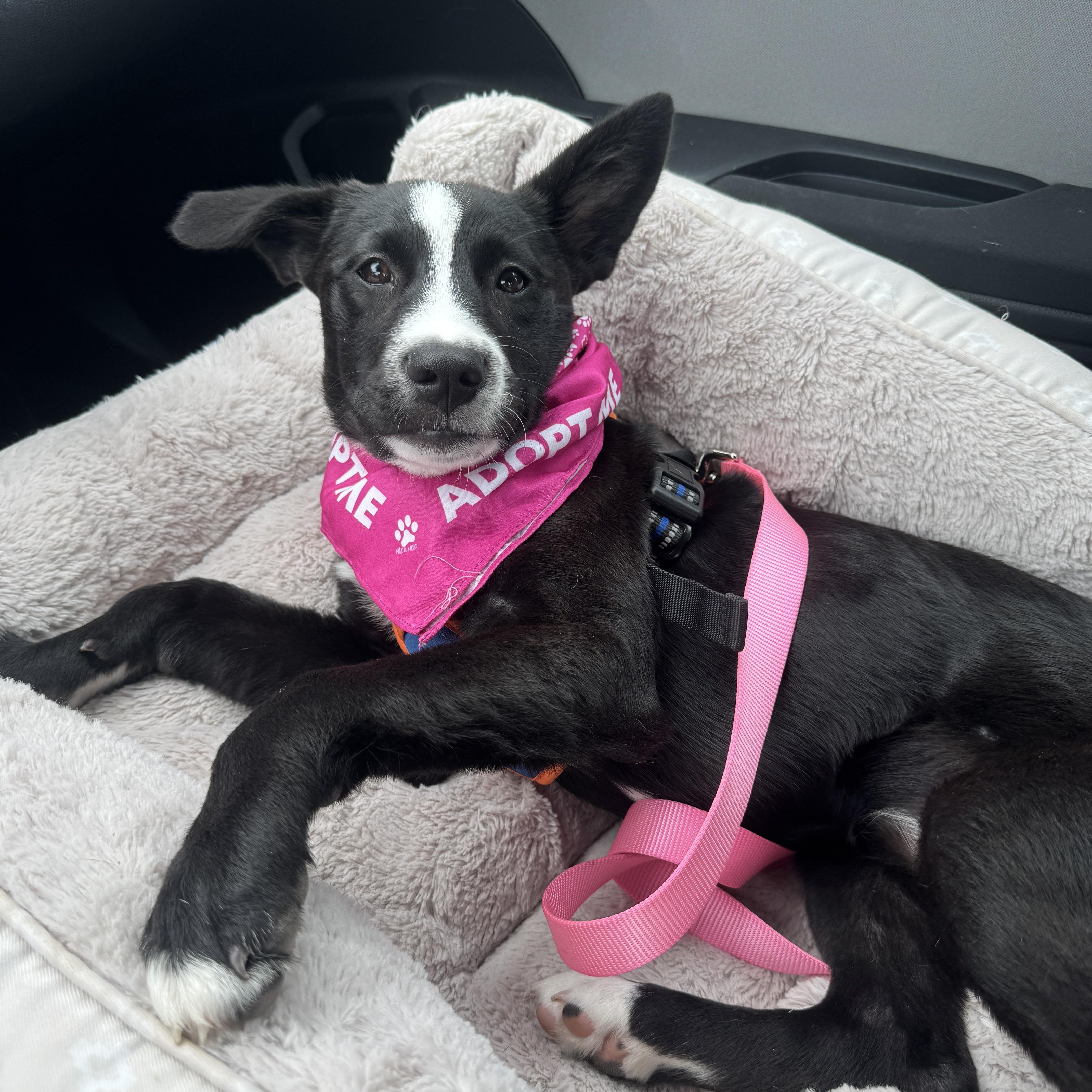 Darla, a ADOPTABLE mixed breed in Austin, TX image 3/6