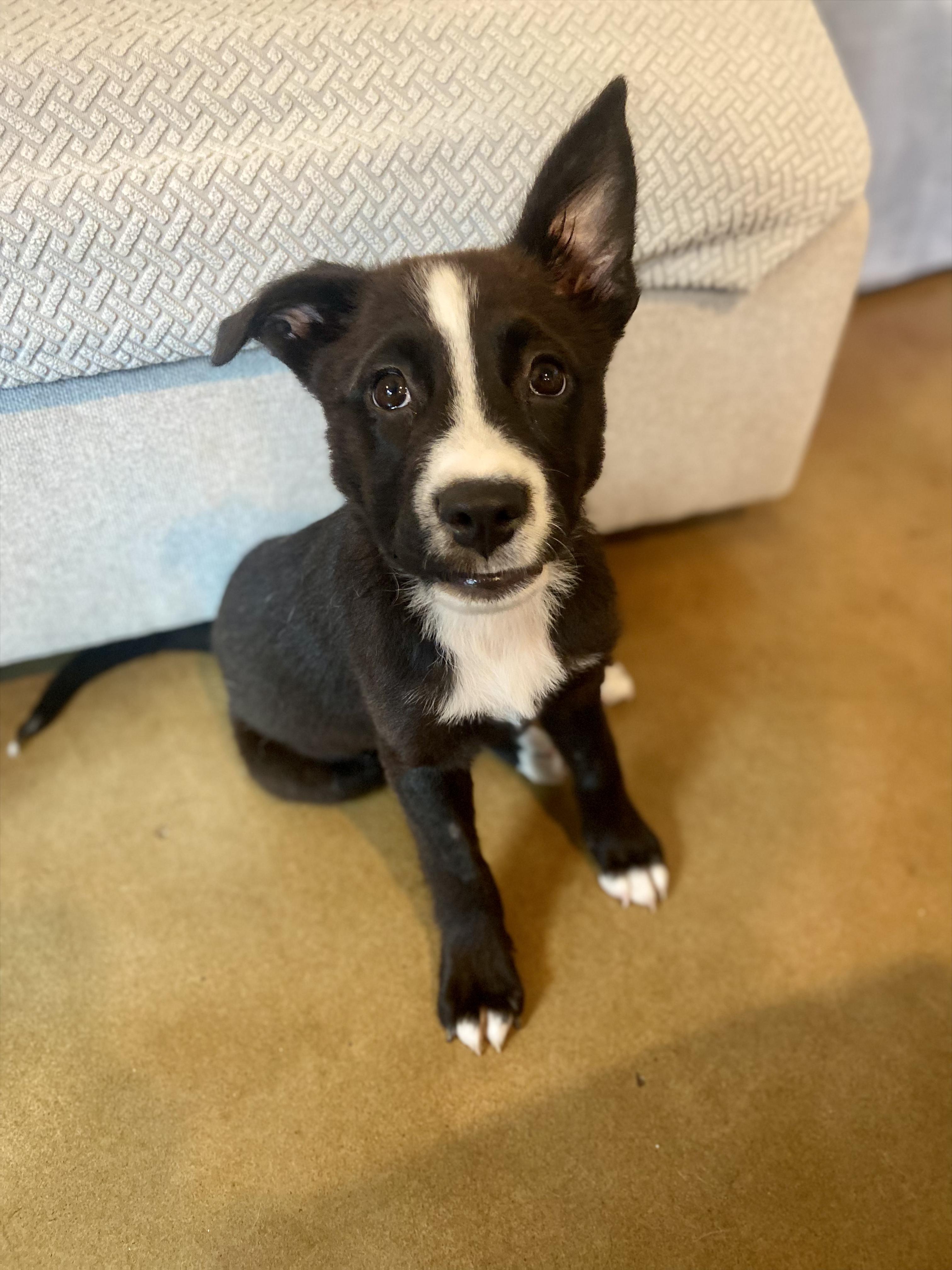 Darla, ADOPTABLE, Puppy Female Border Collie & Labrador Retriever.