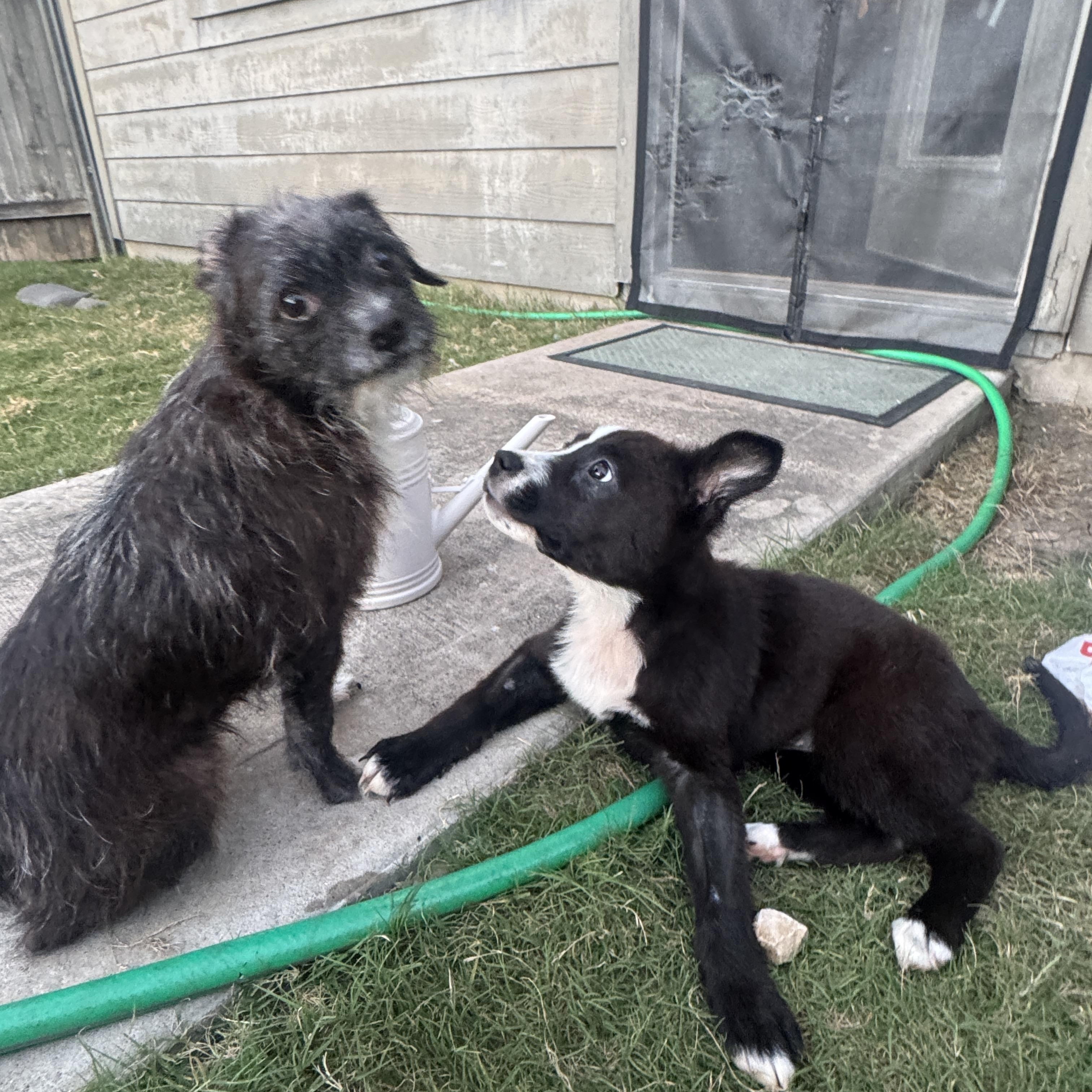 Darla, a ADOPTABLE mixed breed in Austin, TX image 5/5