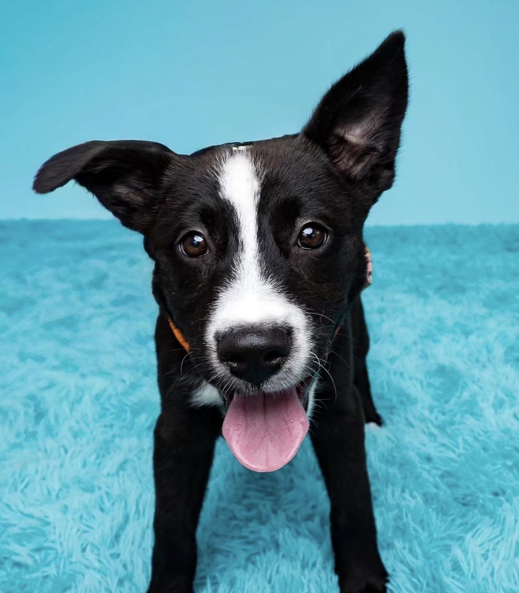 Darla, a ADOPTABLE mixed breed in Austin, TX image 2/6