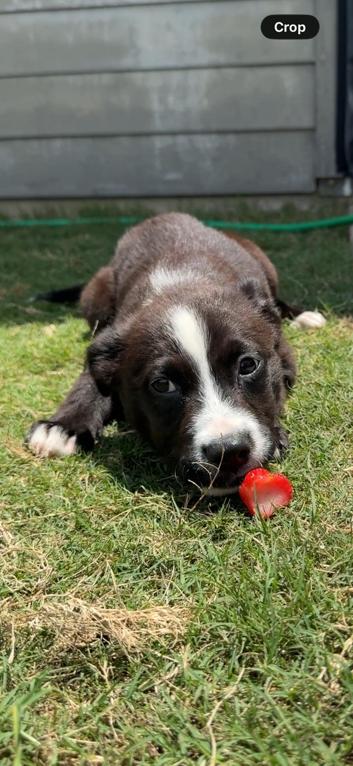 Darla, a ADOPTABLE mixed breed in Austin, TX image 2/5