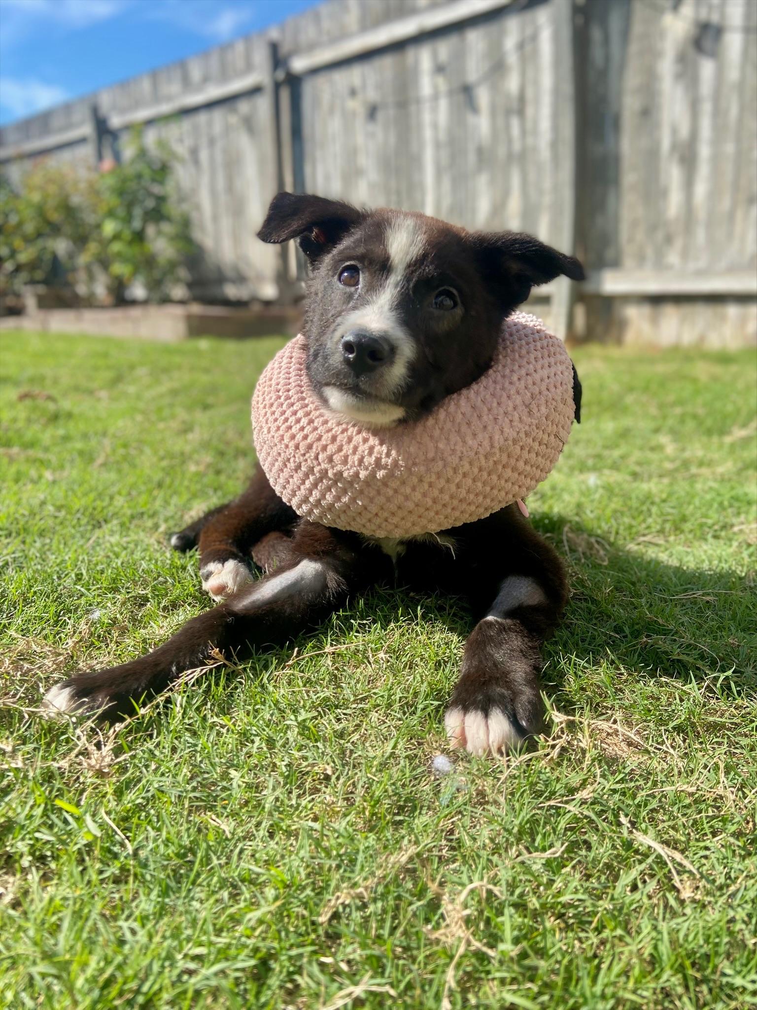 Darla, a ADOPTABLE mixed breed in Austin, TX image 3/5