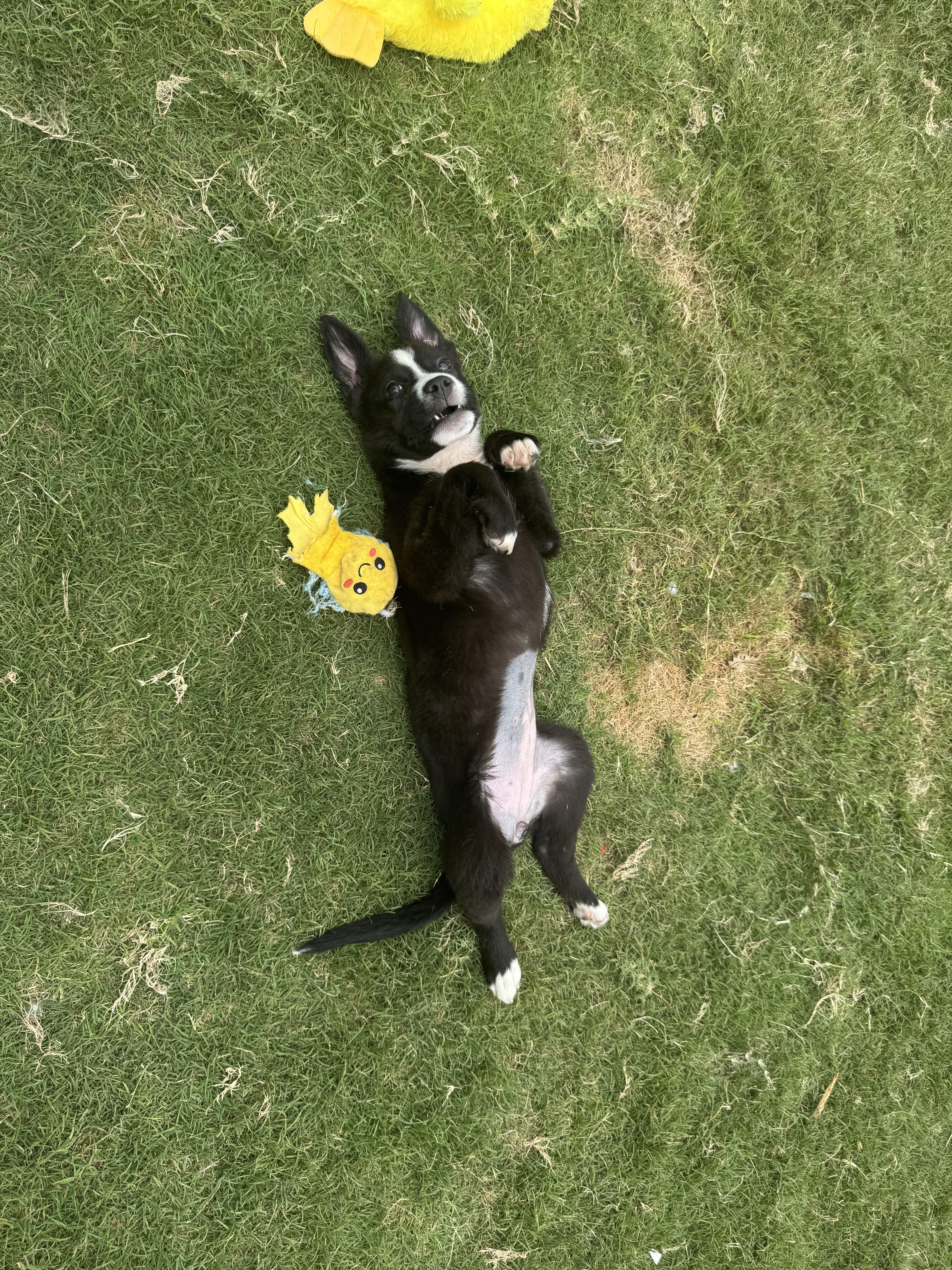 Darla, a ADOPTABLE mixed breed in Austin, TX image 4/5