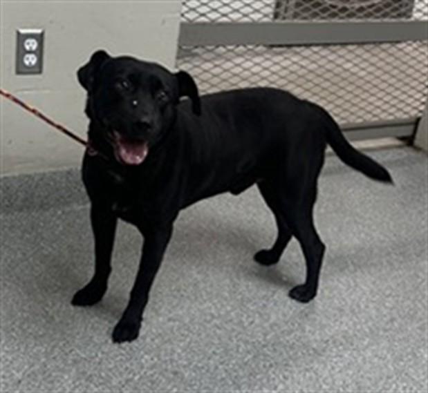 GEORGE, Adoptable, Young Male Labrador Retriever & Mixed Breed.