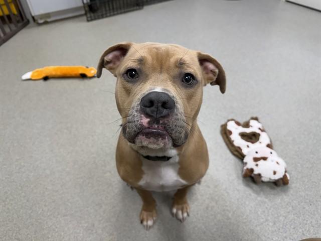 BEAST, Adoptable, Young Male American Bulldog.