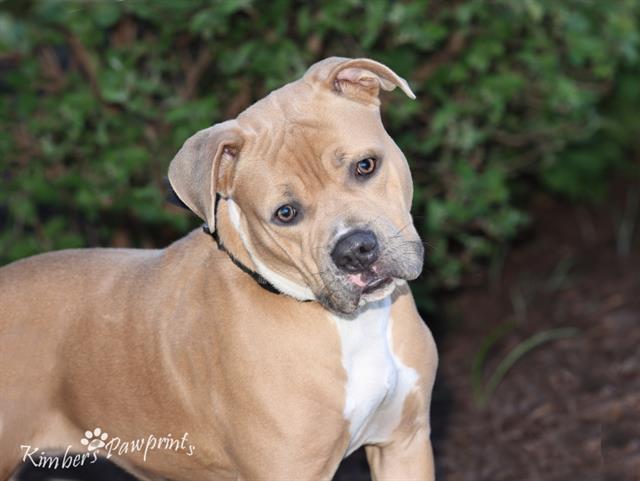 Enlarge BEAST, a Adoptable American Bulldog in Omaha, NE image 1/1