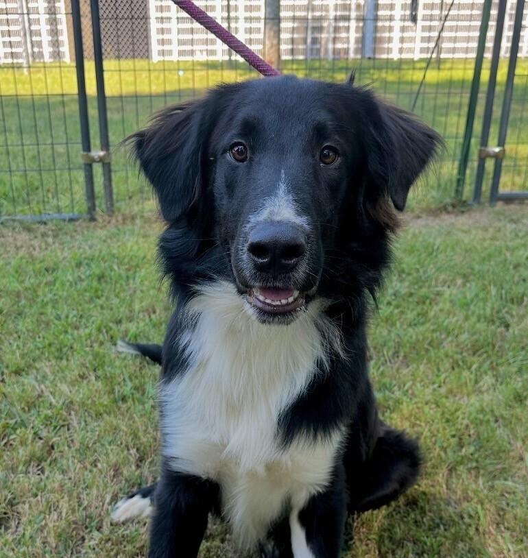 Enlarge Austin, a Adoptable Border Collie in Washington, DC image 1/6