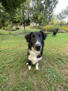Enlarge Austin, a Adoptable Border Collie in Washington, DC image 2/6