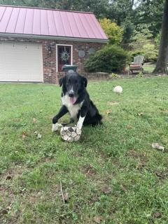 Enlarge Austin, a Adoptable Border Collie in Washington, DC image 3/6