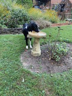 Enlarge Austin, a Adoptable Border Collie in Washington, DC image 4/6