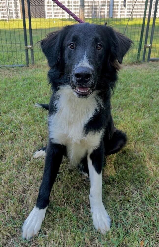 Enlarge Austin, a Adoptable Border Collie in Washington, DC image 5/6