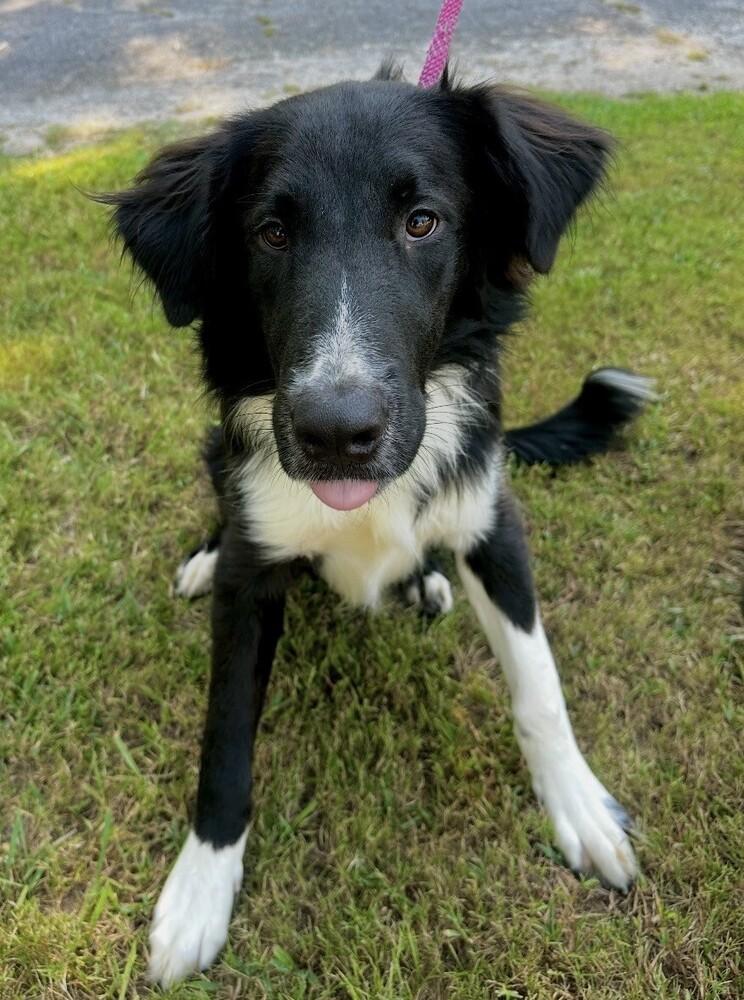 Enlarge Austin, a Adoptable Border Collie in Washington, DC image 6/6