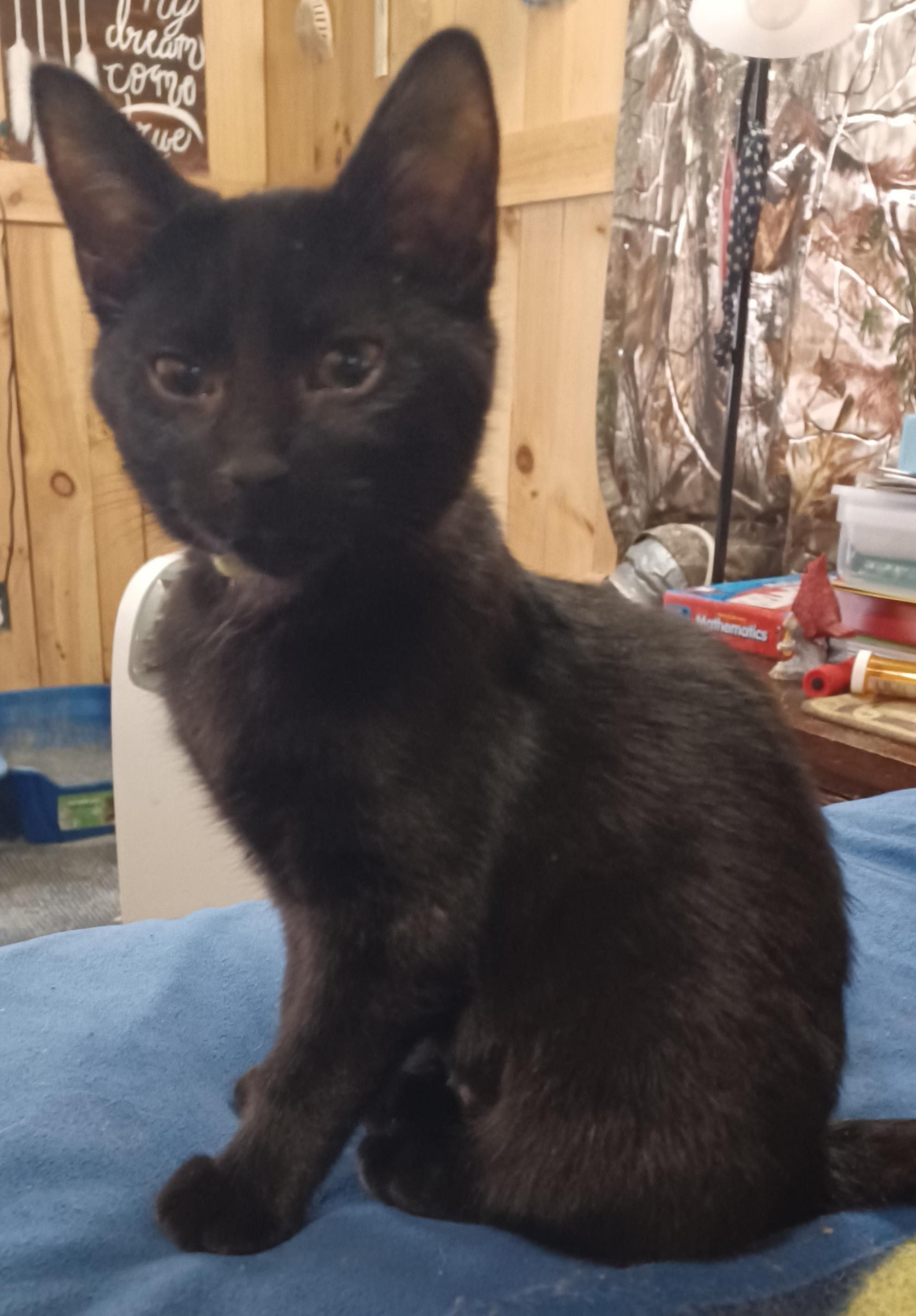 Enlarge Blackberry, a ADOPTABLE Domestic Short Hair in Morgantown, WV image 2/3