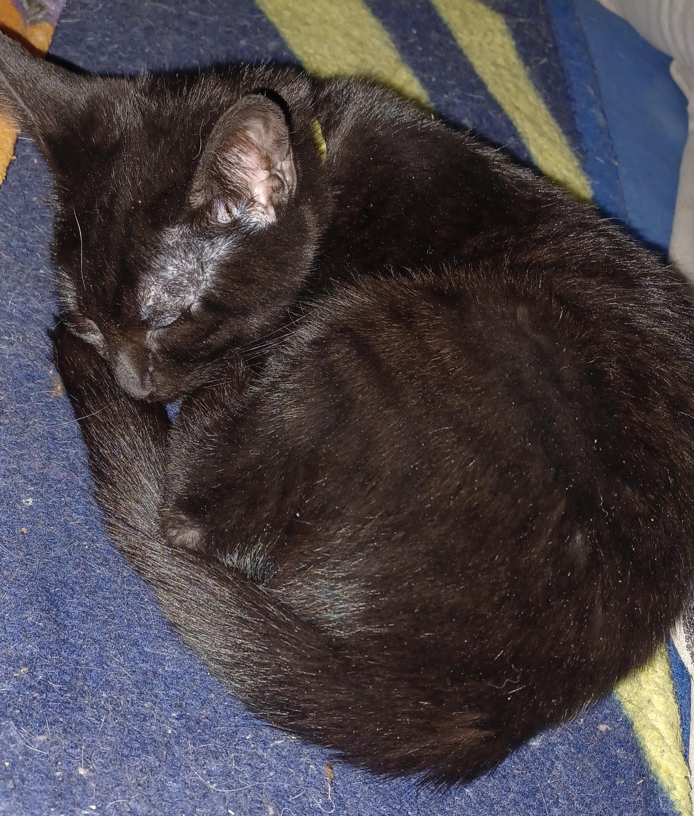 Enlarge Blackberry, a ADOPTABLE Domestic Short Hair in Morgantown, WV image 3/3