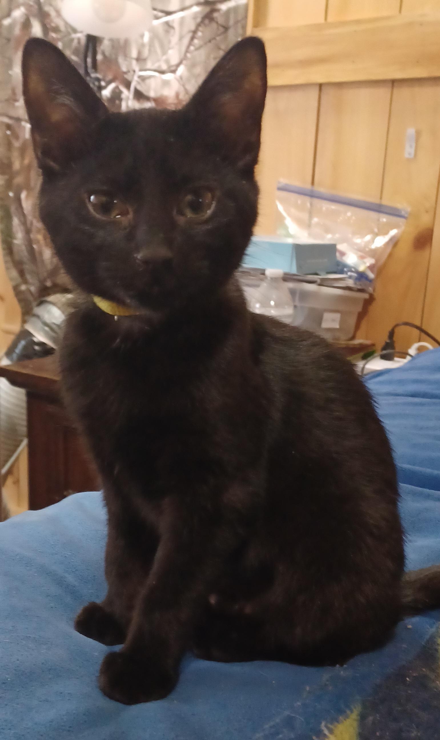 Enlarge Blackberry, a ADOPTABLE Domestic Short Hair in Morgantown, WV image 1/3