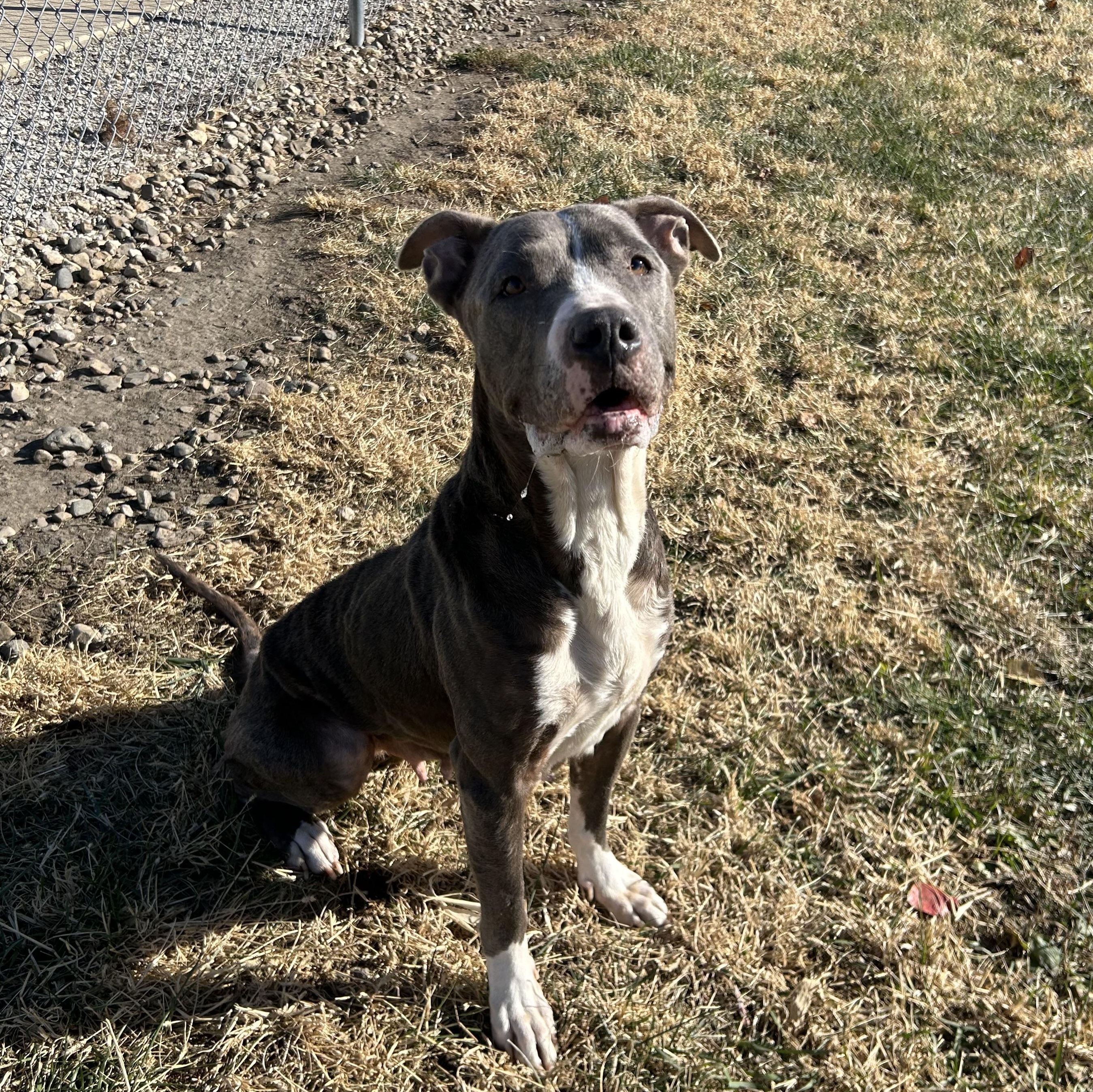 Enlarge Lady Bug, a Adoptable mixed breed in Clinton, IL image 2/5