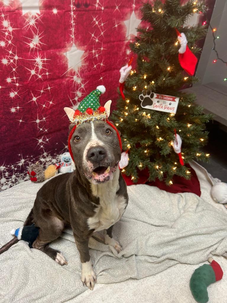 Enlarge Lady Bug, a Adoptable mixed breed in Clinton, IL image 3/5