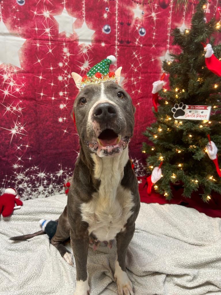 Lady Bug, Adoptable, Senior Female Pit Bull Terrier.