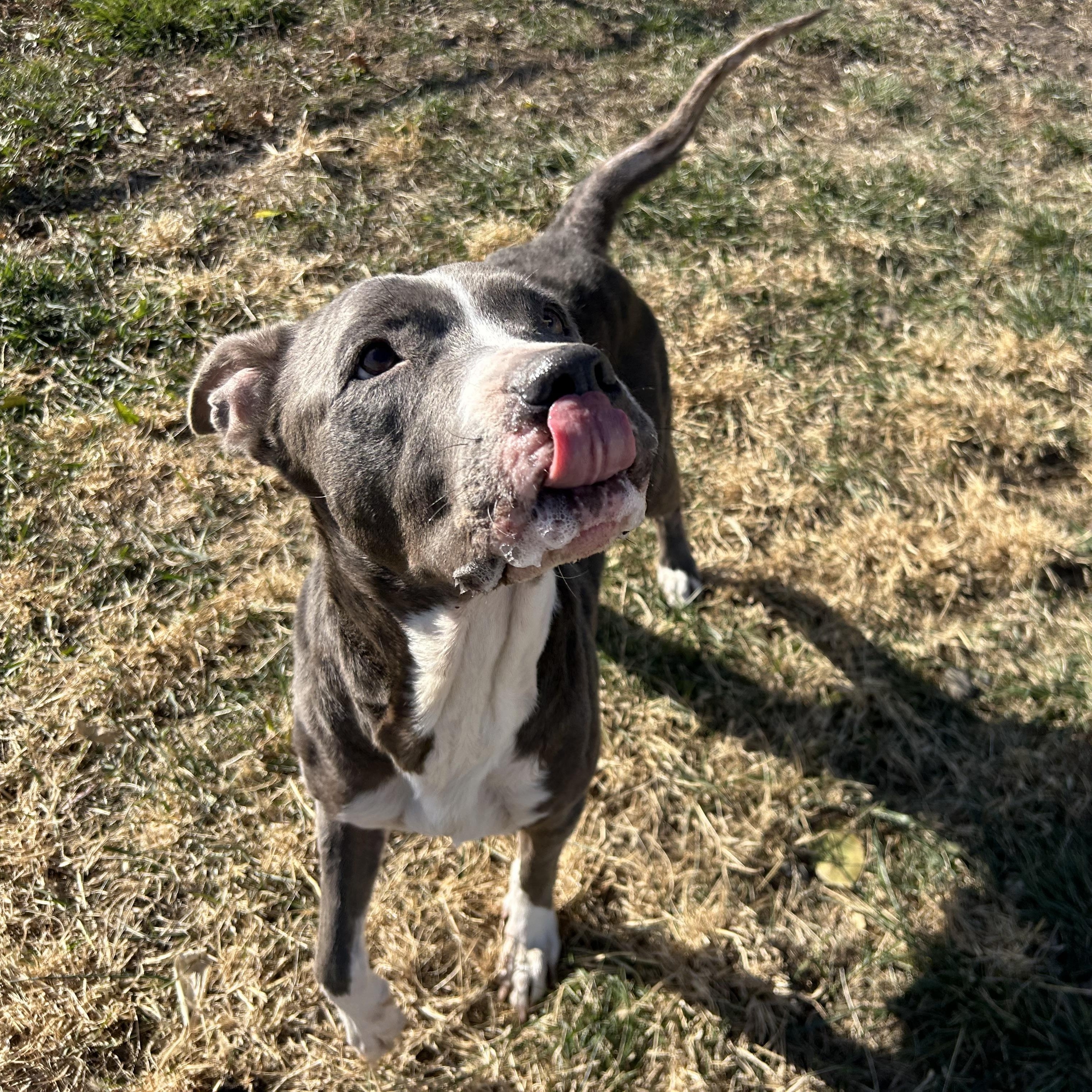 Enlarge Lady Bug, a Adoptable mixed breed in Clinton, IL image 4/5