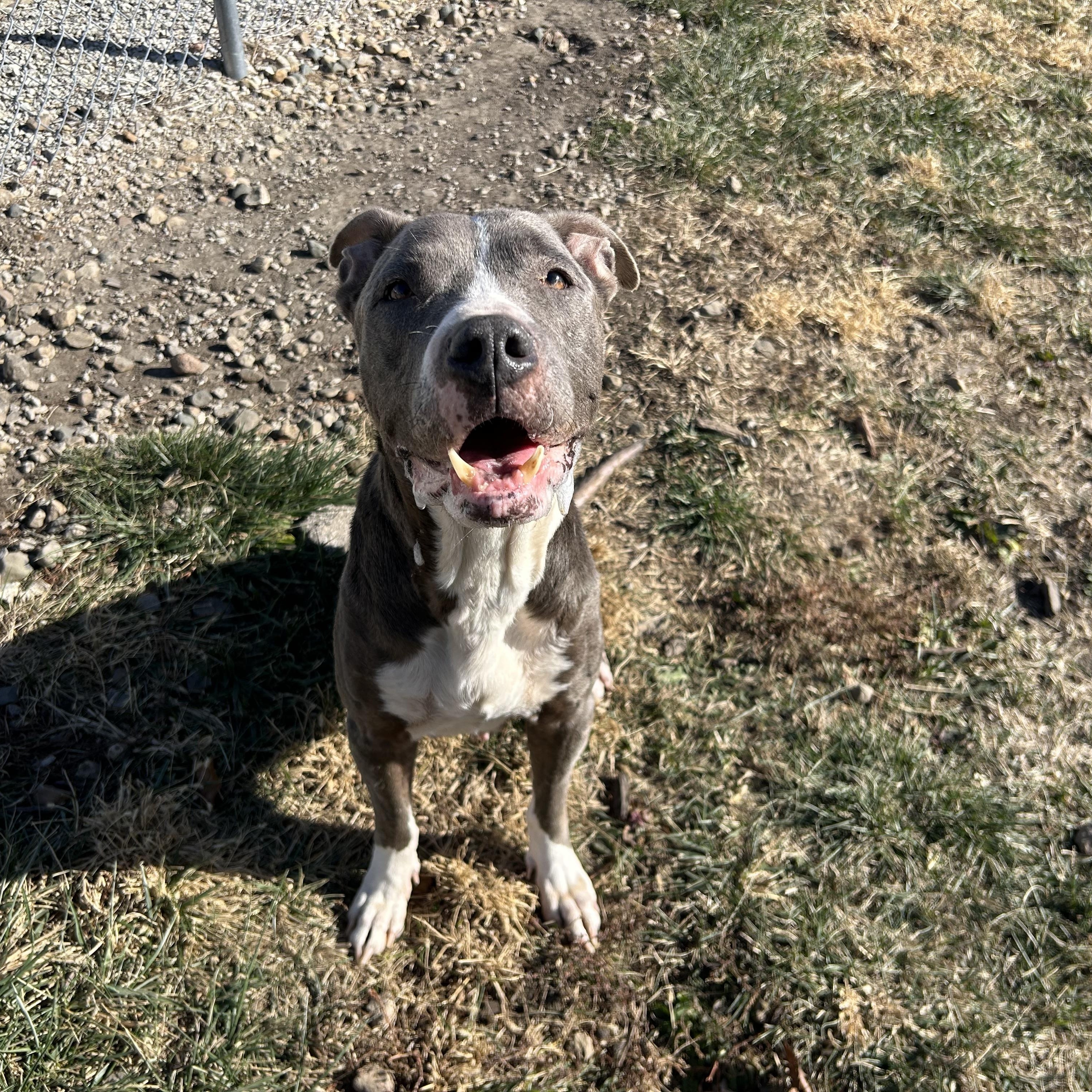 Enlarge Lady Bug, a Adoptable mixed breed in Clinton, IL image 5/5