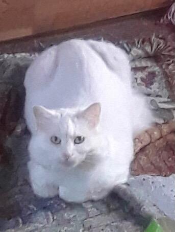 Fawn, Adoptable, Adult Female Domestic Long Hair.