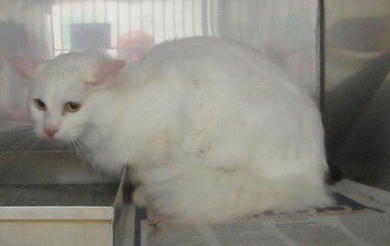 Enlarge Fawn, a Adoptable mixed breed in Ballwin, MO image 2/3