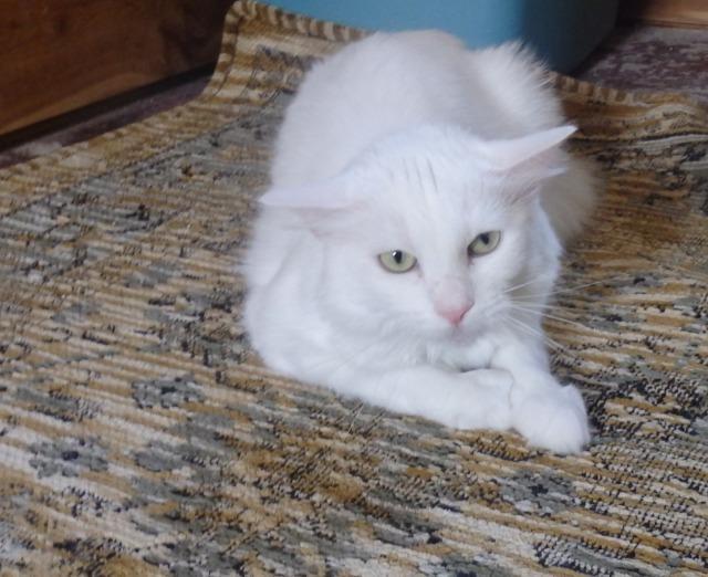 Enlarge Fawn, a Adoptable mixed breed in Ballwin, MO image 3/3