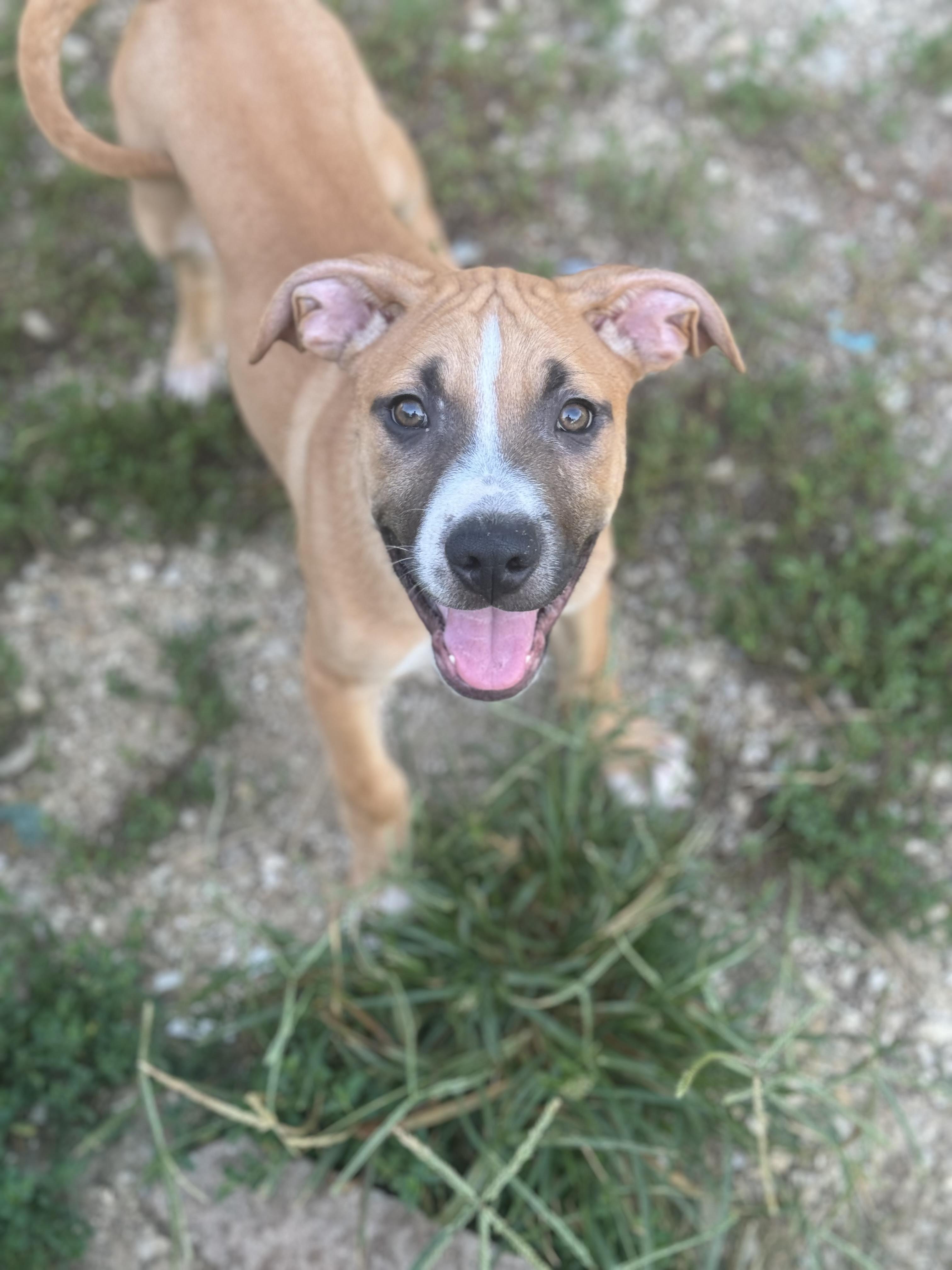 Sal, Adoptable, Puppy Male Boxer.