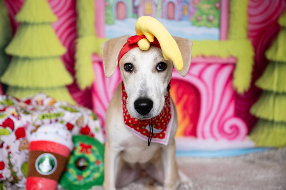 Katie, Adoptable, Young Female Terrier.