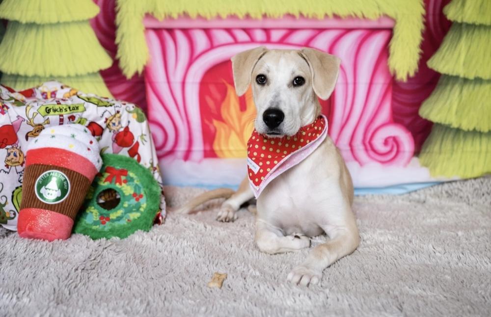 Katie, a Adoptable mixed breed in Plymouth, MN image 2/6