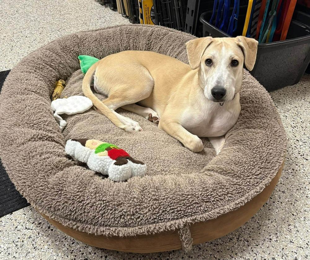 Katie, a Adoptable mixed breed in Plymouth, MN image 3/6