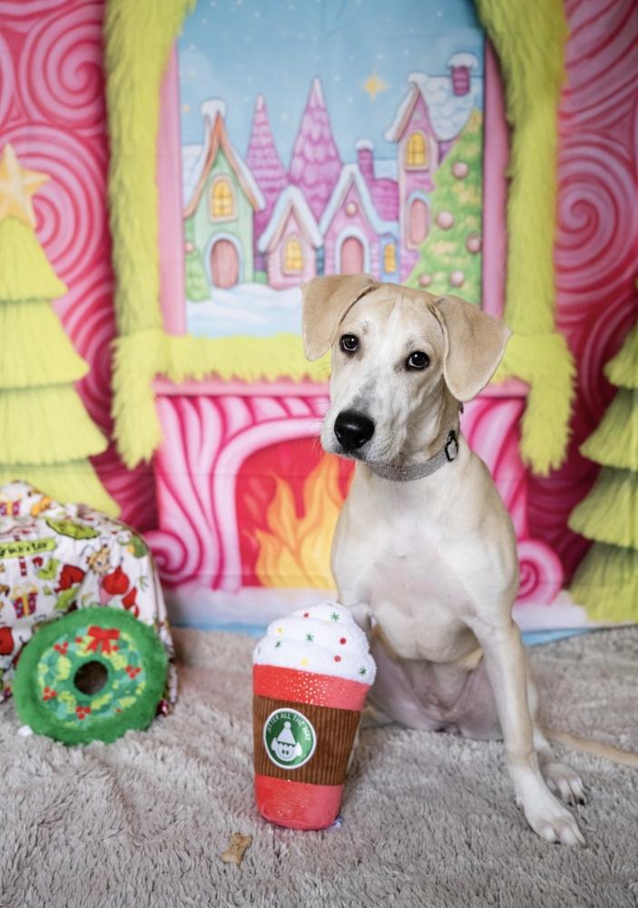 Katie, a Adoptable mixed breed in Plymouth, MN image 4/6