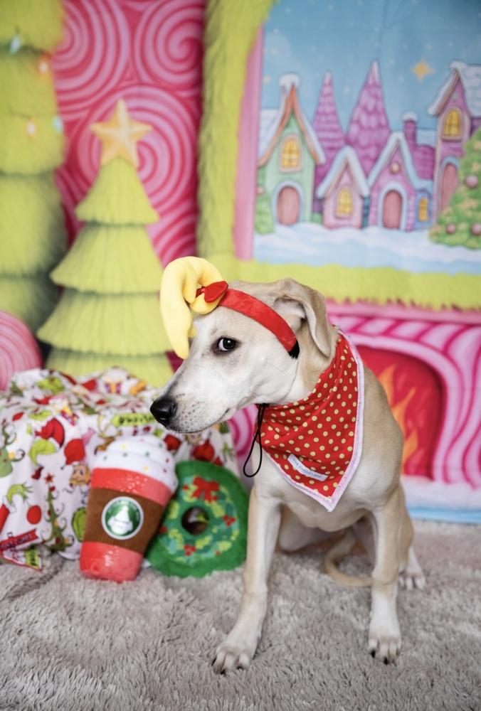 Katie, a Adoptable mixed breed in Plymouth, MN image 5/6