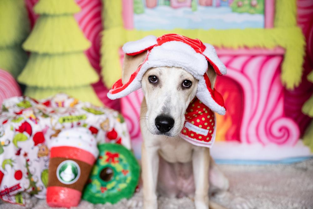 Katie, a Adoptable mixed breed in Plymouth, MN image 6/6