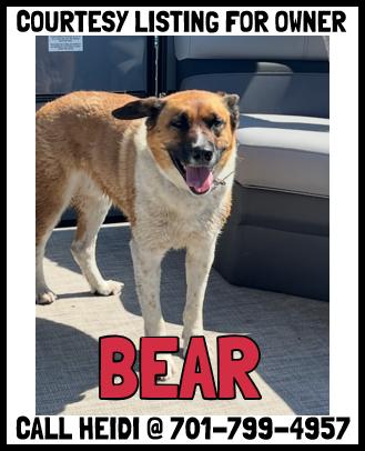 Bear - COURTESY LISTING, ADOPTABLE, Adult Male Cattle Dog & Corgi.