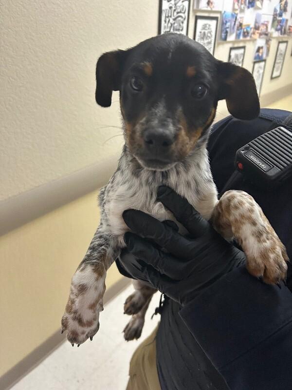 Enlarge Ozzie, a Adoptable Mixed Breed in Hobbs, NM image 1/1