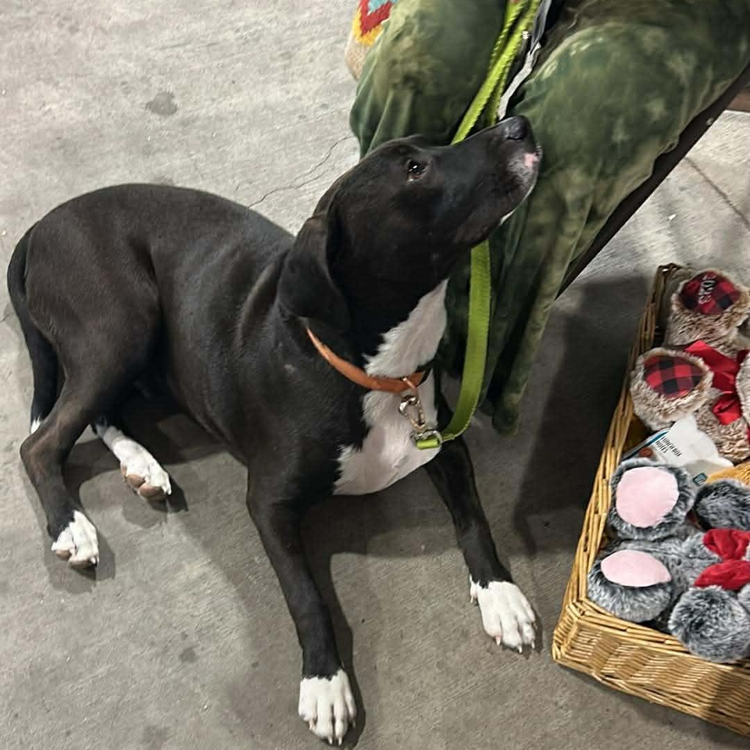 Enlarge Snoops, a Adoptable mixed breed in Springfield, OR image 5/6