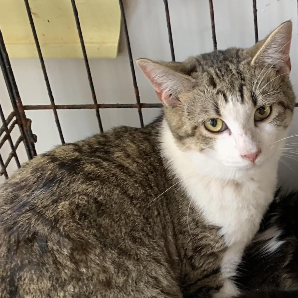 Fern, adopted, Young Male Domestic Short Hair.