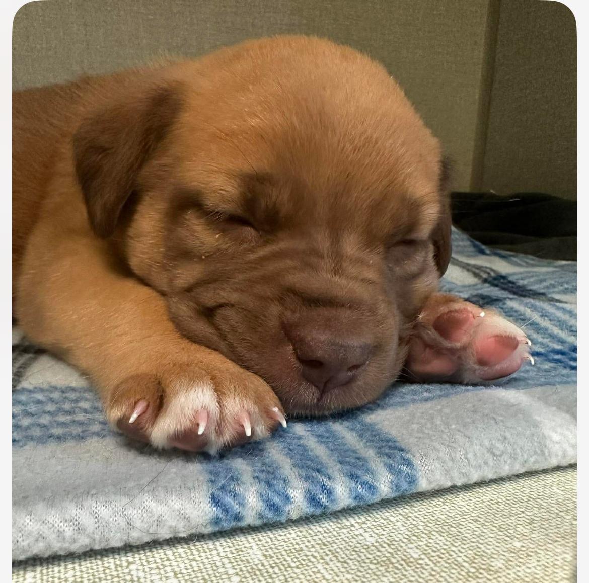Enlarge Marjorie, an adopted Mixed Breed in Columbia, MD image 2/2