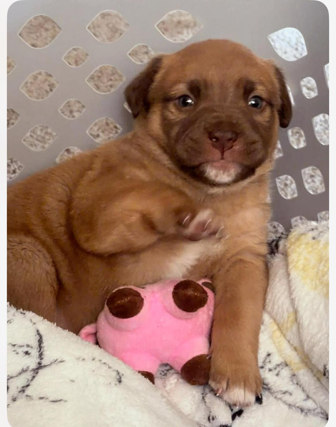 Marjorie, adopted, Puppy Female Mixed Breed.
