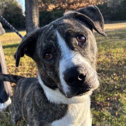 Vino, Adoptable, Adult Male Mountain Cur & Mixed Breed.