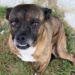 Enlarge Frankee, a Adoptable mixed breed in Dripping Springs, TX image 3/3