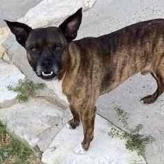 Frankee, Adoptable, Adult Male Boxer & Terrier.