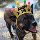 Enlarge Frankee, a Adoptable mixed breed in Dripping Springs, TX image 2/3