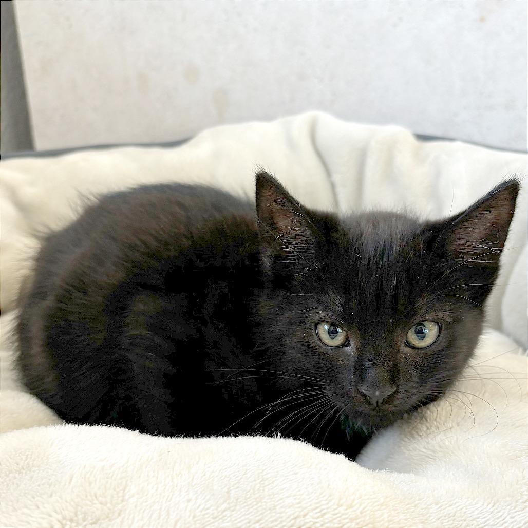 Enlarge O'Dette, a Adoptable Domestic Short Hair in Medford, OR image 1/1