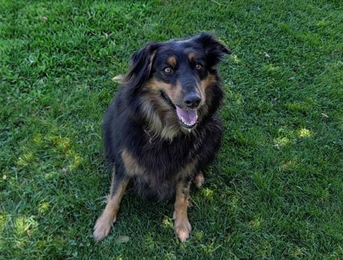 Enlarge RUSTY, a Adoptable Australian Shepherd in San Clemente, CA image 1/2