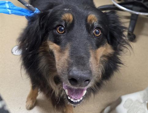 Enlarge RUSTY, a Adoptable Australian Shepherd in San Clemente, CA image 2/2