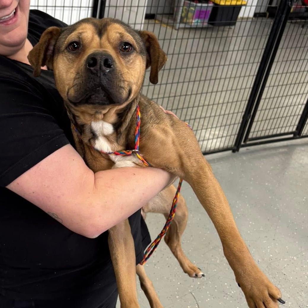 Enlarge Clover, a ADOPTABLE Mixed Breed in Oak Park, MI image 1/1
