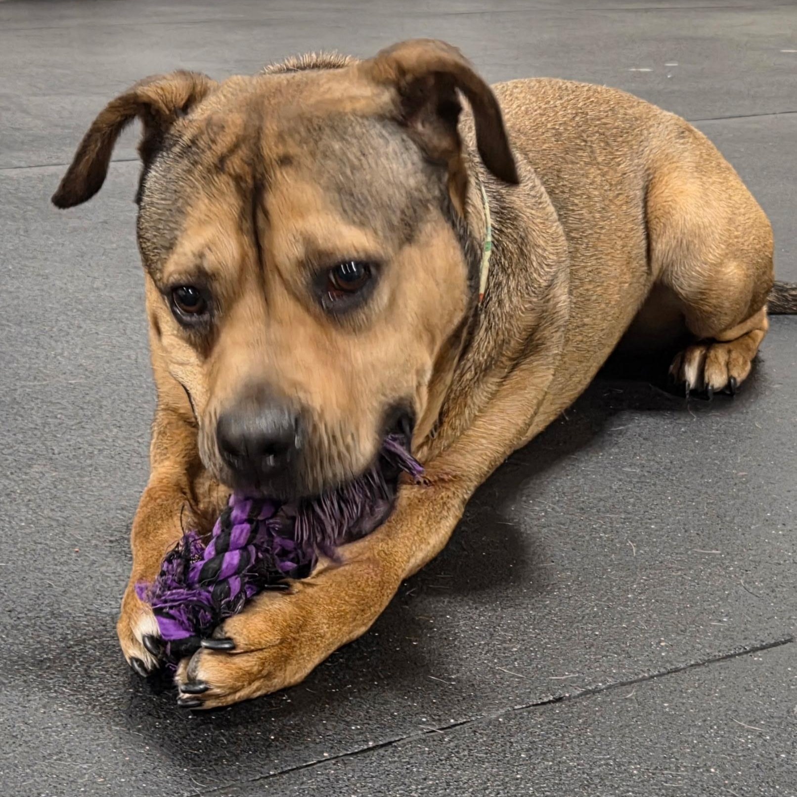 Enlarge Clover, a ADOPTABLE Mixed Breed in Oak Park, MI image 4/4
